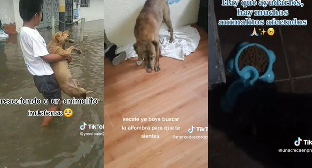 Las acciones de los usuarios fueron elogiadas por los internautas, quienes además los hicieron virales. Foto: composición LOL/TikTok