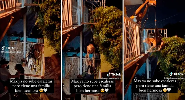 El video de la tierna escena sumó más de tres millones de reproducciones en TikTok. Foto: composición LOL/TikTok/@Frambuesaedina