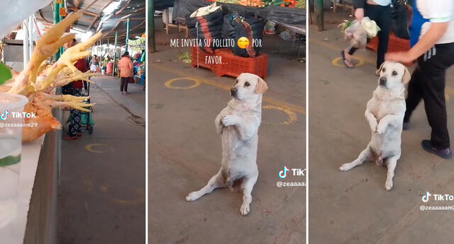 El video superó las 1,4 millones de visualizaciones.Foto: composición LOL/captura de TikTok /@Zeaaaaam29