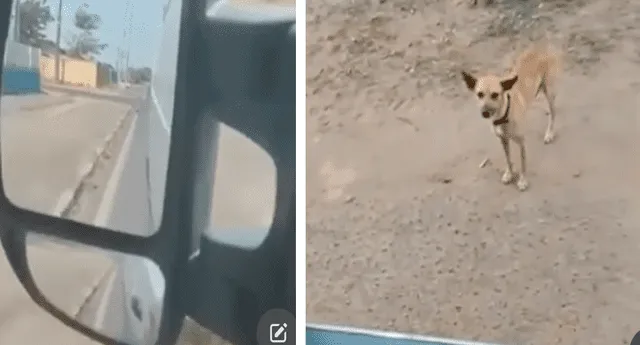 El perrito esperó a su dueño hasta que salió del hospital. Foto: composición LR/TikTok/@Atentoarede