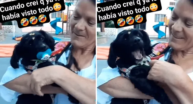 Usuarios de TikTok quedaron encantados con el perro que aparece en el video viral. Foto: composición LOL/TikTok/@Poncholorosa