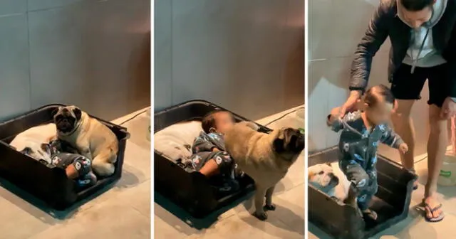 El niño fue atrapado durmiendo en la cama de sus mascotas y tuvo una curiosa reacción. Foto: composición LOL/captura de TikTok/Reuters