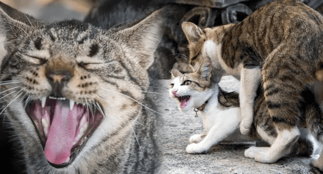 El apareamiento de los gatos se caracteriza por el fuerte grito de las hembras. Foto: composición LOL/Mundo de gatos/Experto Animal