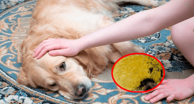 También interrumpir Conciencia Qué hacer si mi perro vomita amarillo? Causas y soluciones para tu mascota  | LOL La República