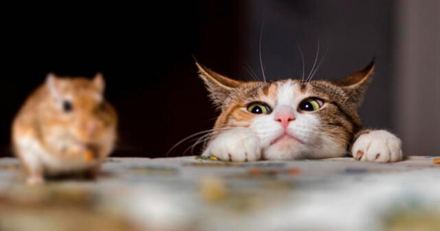 Los gatos empezarían a perder el interés en cazar ratas. Foto: ABC