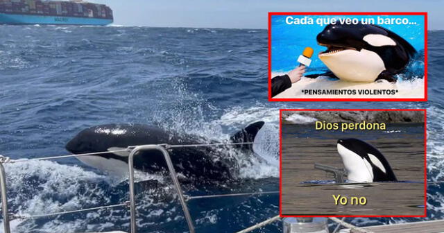 La orca es señalada como la líder de una 'pandilla' de cetáceos que generan pánico en altamar. Foto: composición LOL/ElDoceTV/captura Twitter