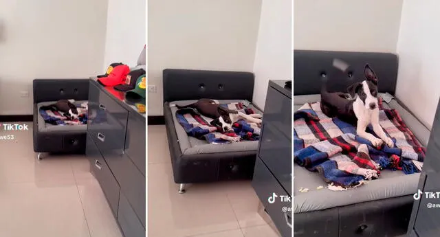 El perrito solo atinó a bostezar y mover la cola al ver a su dueño en casa. Foto: composición LOL / capturas de TikTok / @Awe53