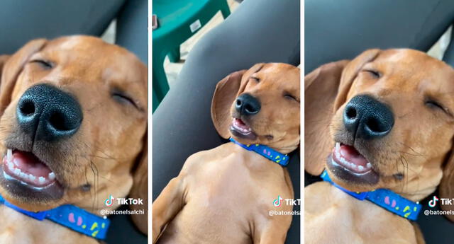 Algunos cibernautas envidiaron la vida de la pequeña mascota. Foto: composición LOL/capturas de TikTok/@Batonelsalchi