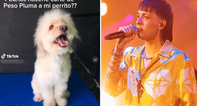 Algunos usuarios no estuvieron de acuerdo con el corte de pelo del perrito. Foto: composición LOL/TikTok/@Dirty_paws_ags