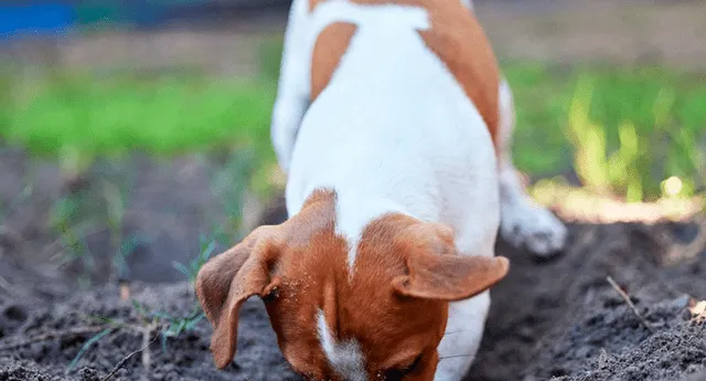 Aprende por qué tu perro rasca el suelo y cómo reducir su conducta | Foto: Woodstock