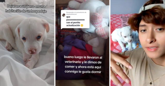 La perrita fue abandonada en la habitación del hotel, pero encontró un nuevo hogar. Foto: composición LOL/captura de TikTok/@Yeinsuv