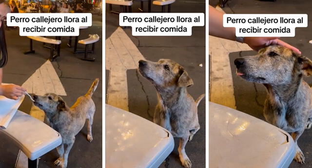 Los cibernautas exigían que adopten al perrito. Foto: composición LOL / capturas de TikTok / @LaListanews