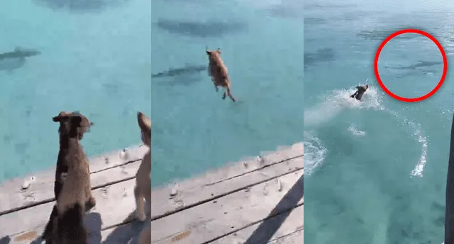 Perro se vuelve viral al saltar al agua y ahuyentar a tiburón. Fuente: Composición de Alvaro Lozano-LR/Instagram