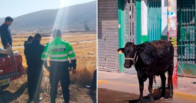 las vacas matan perros