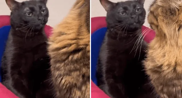 El gatito 'disociado' se volvió en viral de TikTok. Foto: composición LR/TikTok