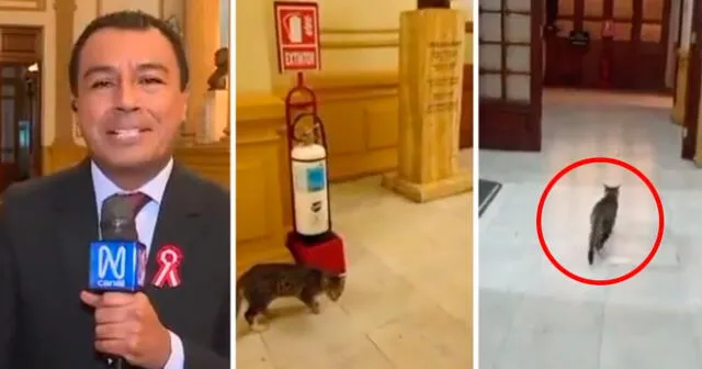 El gatito fue captado por Canal N mientras se paseaba en las instalaciones del Congreso. Foto: composición LOL/captura de Twitter/Jimmy Chinchay