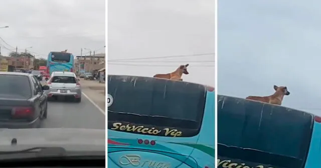 El peculiar momento sorprendió a cientos de usuarios. Foto: composición Lol/captura de TikTok/@FerxxoDobleOficialPeru