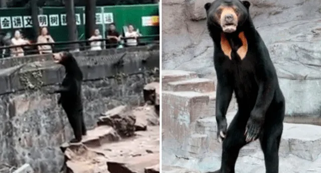 Peculiar oso llamó la atención de turistas, quienes creen que se trata de un hombre disfrazado. Foto: composición LR/América Televisión