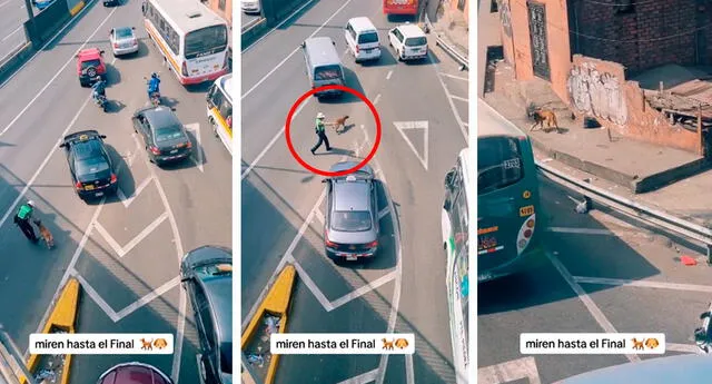 Los cibernautas agradecieron este noble gesto que tuvo el policía con el animal. Foto: composición LR/capturas de TikTok/@Usuarioonshu