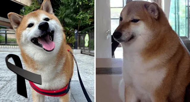 El perrito más viral de Internet, Cheems, dejó de existir este 18 de agosto. Foto: Composición LR/Instagram/@balltze