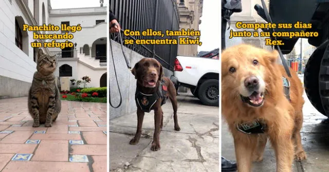 Palacio de Gobierno es el hogar de 3 gatitos, quienes escaparon de las calles para buscar refugio.  Foto: composición Lol/captura de TikTok/@PresidenciaPeru