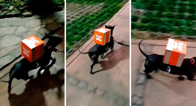 Los cibernautas realizaron divertidos comentarios al ver la caja de repartidor que llevaba el perrito. Foto: composición LOL / capturas de TikTok / @Chimoc3101