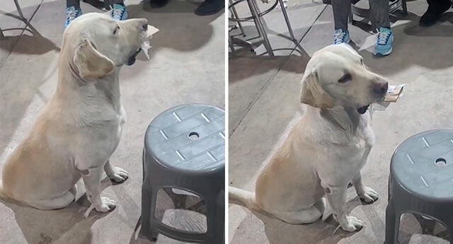 El perrito espera pacientemente su turno para entregar sus objetos en el puesto de comida. Foto: composición LOL/capturas de TikTok/@VictorUribe34