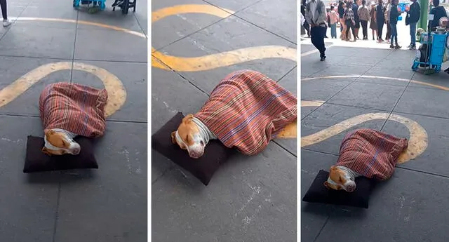 Algunos cibernautas resaltaron lo cómodo que se veía el perrito durmiendo en la calle. Foto: composición LOL / capturas de TikTok/@Anthony0389