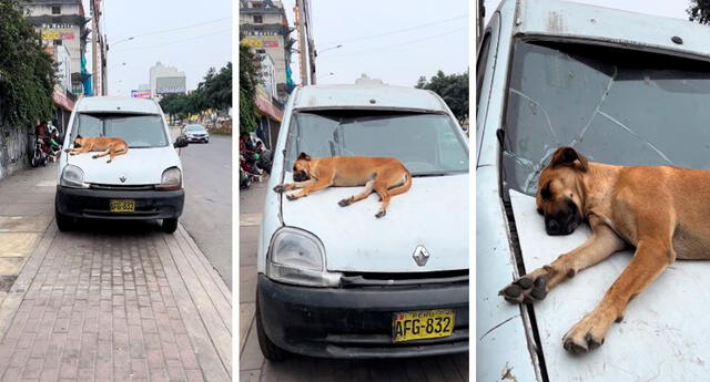 La parte delantera del vehículo donde dormía el perrito estaba parcialmente deteriorada. Foto: composición LOL / capturas de TikTok / @Martha.kam