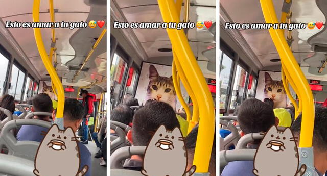 Algunos usuarios comentaron que tuvieron la oportunidad de subir a este bus con la gigantografía del gato. Foto: composición LOL / capturas de TikTok / @Dtodoproduce