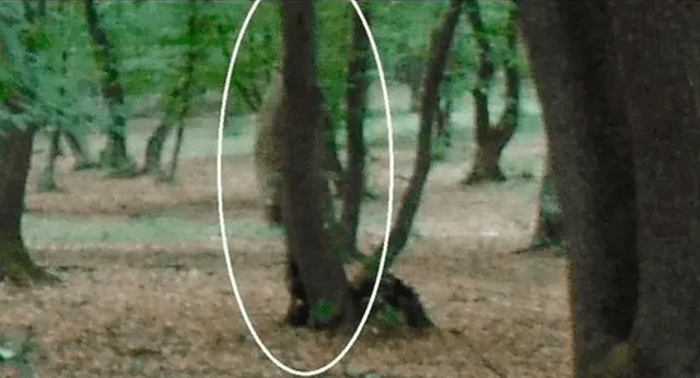 Una rara silueta fotografiada en el bosque de Hoia Baciu. Foto: Clarín