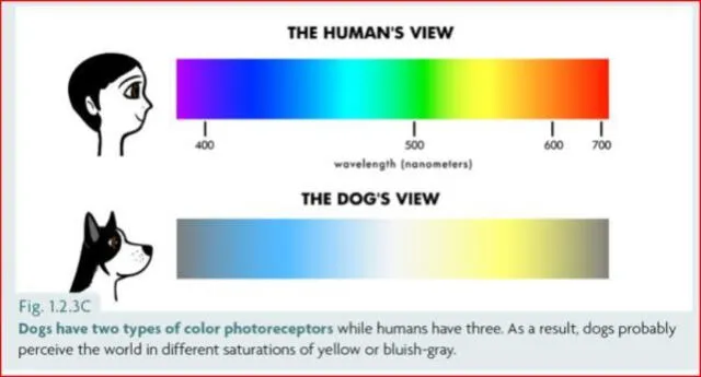 perros visión colores