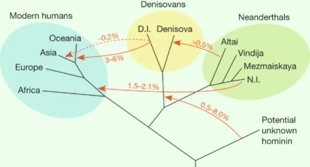 Los recientes hallazgos confirman una posible cuarta rama en los últimos linajes de los homínidos. Foto: Nature Los recientes hallazgos confirman una posible cuarta rama en los últimos linajes de los homínidos. Foto: Nature