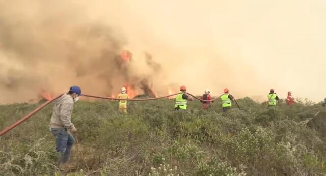 Afectación. Fuego arrasa con hábitat de miles de animales. Foto: Amazonas   