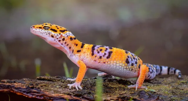 Gecko