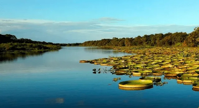  Más de 200 criaturas forman parte del ecosistema de los humedales del Iberá. Foto: República de Corrientes   