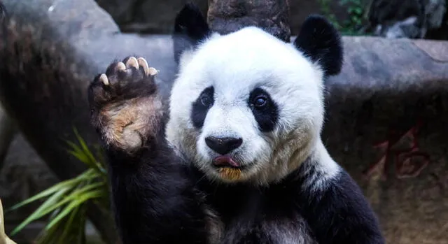 China: murió el panda más 'viejo' del mundo [FOTOS]