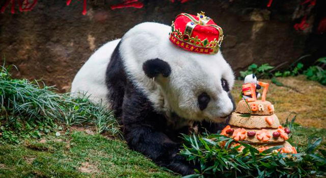 China: murió el panda más 'viejo' del mundo [FOTOS]