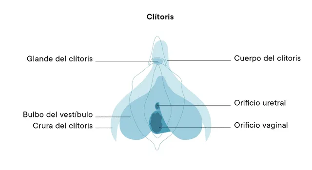 clítoris