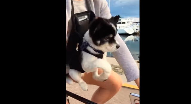 YouTube: asombro por pequeño cachorro que simula manejar una bicicleta [VIDEO]