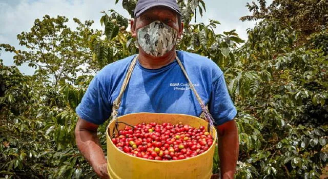 Las cifras de exportación del café peruano se han visto afectados debido a los problemas climatológicos suscitados en los últimos meses del año. Foto: difusión   