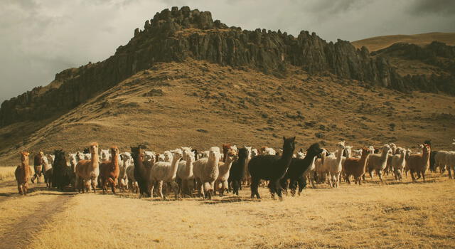 Grupo Inca es el líder a nivel global en la fabricación y comercialización de tops e hilados de alpaca. Foto: Inca Tops