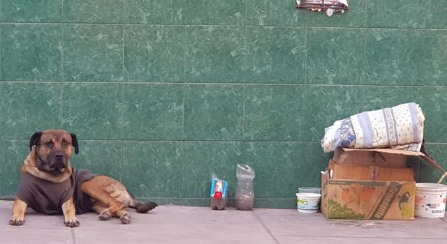 Indigente que adoptaba perros callejeros murió arrollado en Arequipa [VIDEO]