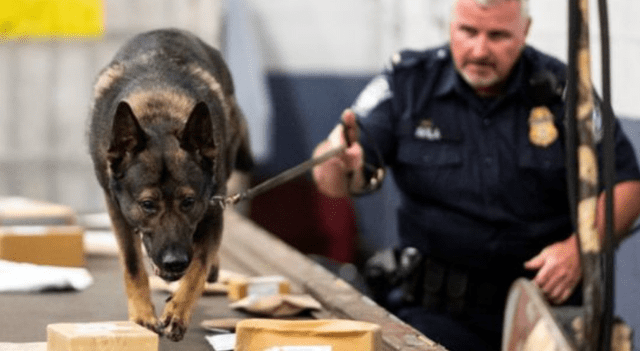 caninos especializados en la detección de narcóticos hallaron el muñeco de peluche relleno de marihuana. (Foto: AFP)
