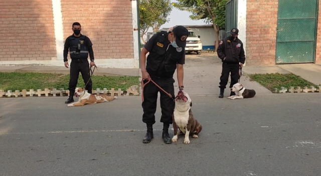 Estos tres canes han sido incluidos para trabajar como perros de la Gerencia de Seguridad Ciudadana. Foto: Municipalidad de Surco