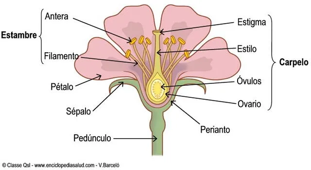  Los carpelos contienen la parte reproductiva de la flor. Foto: difusión   