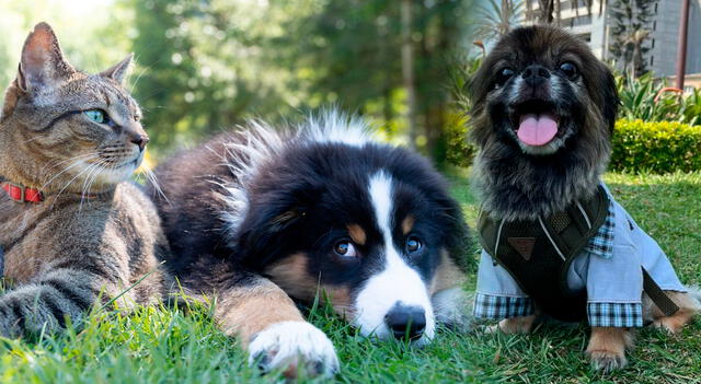 El cuidado de una mascota requiere de personal capacitado, por ello, esta empresa ofrece una oferta de trabajo de Florida para quienes sepan español. Foto: composición LR.    