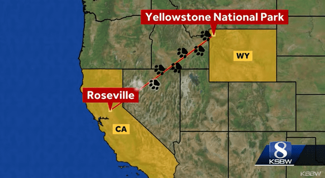 El recorrido que Rayne Beau realizó desde Yellowstone hasta California. Foto: NBC News   