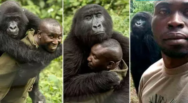 Gorila fallece en brazos de su cuidador antifurtivos