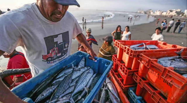 4 de cada 5 pescadores artesanales que trabajan en el litoral peruano consideran que no hay suficientes recursos marinos. Foto: La República    
